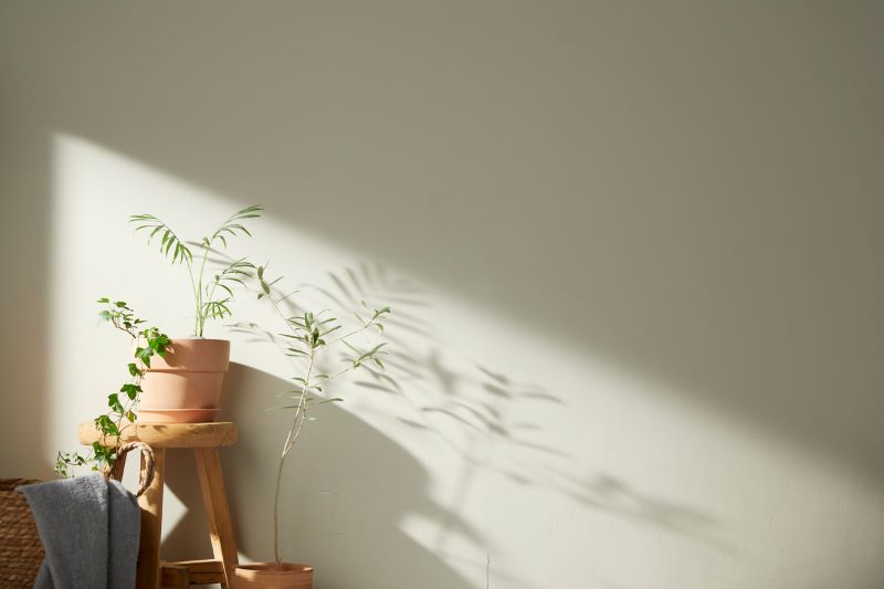 A photo of a basement wall, with natural light coming through a window off to the left side. The light is casting a shadow from the plant on a stand against the wall.
